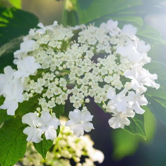 Wayfaring Tree Instant Hedging. For seasonal/pre-order availability and pricing, call 0330 236 7330.