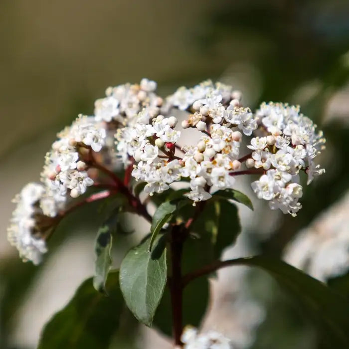 Laurustinus Hedge (Viburnun Tinus 'Eve Price')