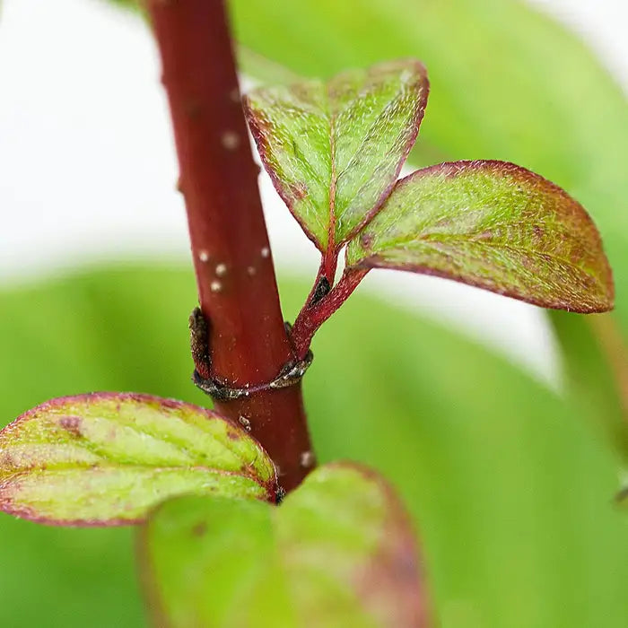 Vivid Red Dogwood Pot Grown 2L 60/80