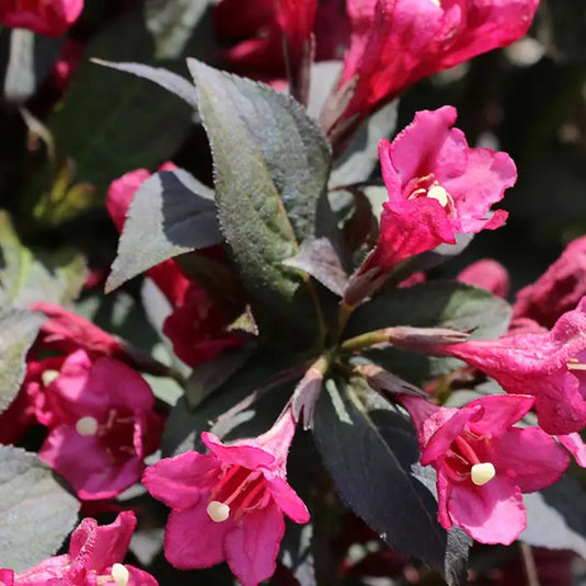 Weigela Florida Shrub...