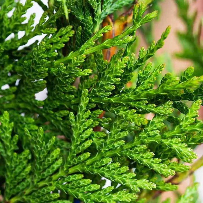 Western Red Cedar Pot Grown 5L 80/100 (x40) Multi-deal