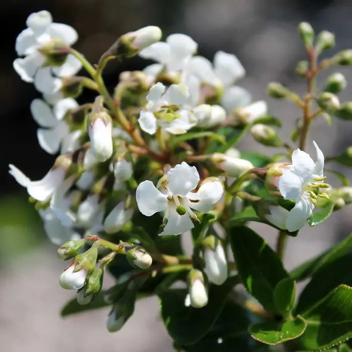 White Escallonia Pot Grown 2L 20/40