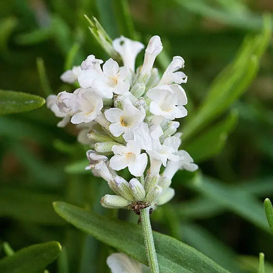 White Lavender Shrub...