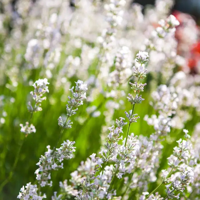 White Lavender Hedge (Lavandula angustifolia 'Arctic Snow')