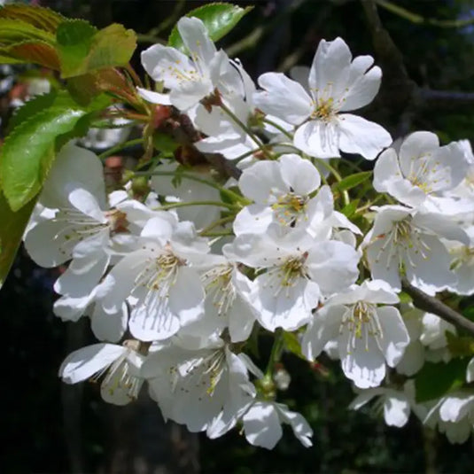 Wild Cherry Hedging...