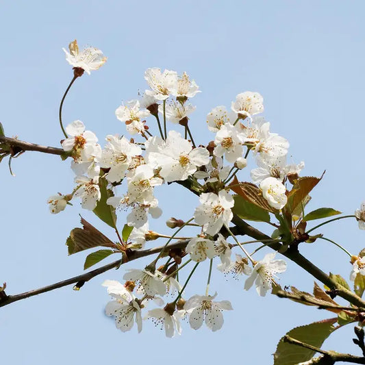 Wild Cherry Hedge (Prunus avium)