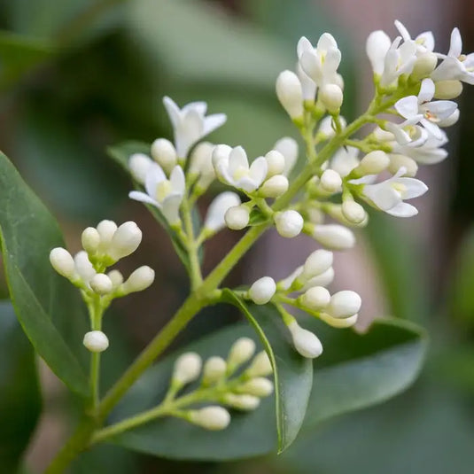 Wild Privet Hedging...