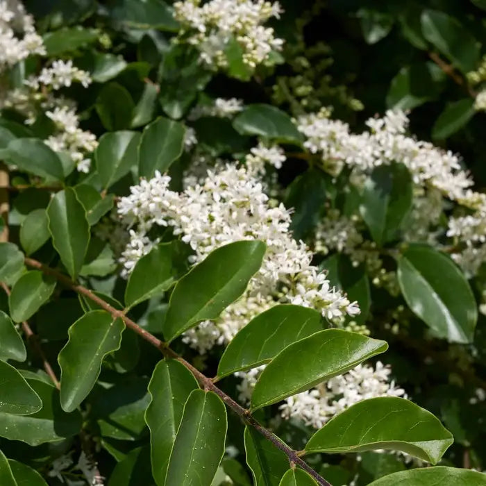 Wild Privet Hedge (Ligustrum vulgare)