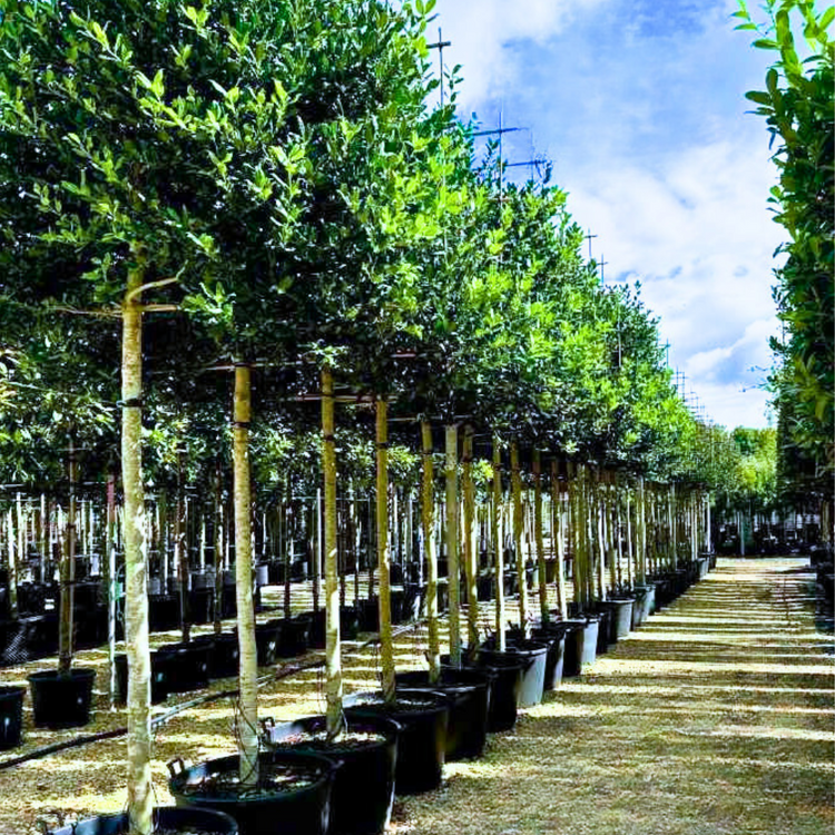 Nellie Stevens Holly Pleached Tree (Ilex Attenuata 'Nellie R. Stevens')