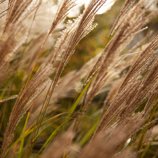 Adagio Maiden Ornamental Grasses Pot Grown 5L