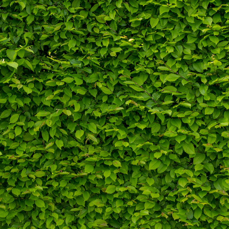 Alder Bare root 80/100 (x100) Multi-deal (Pre-order for Nov 2025)
