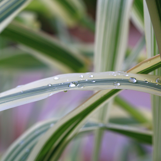 All Gold Japanese Forest Ornamental Grasses Pot Grown 2L  (x50) Multi-deal
