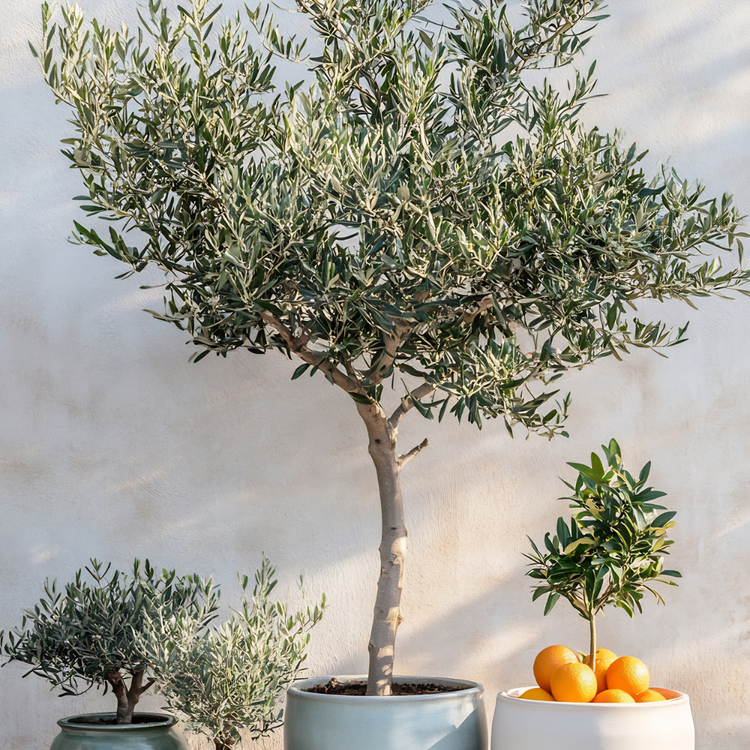Ancient Olive Trees Pot Grown 230L 80 trunk (x4) Multi-deal