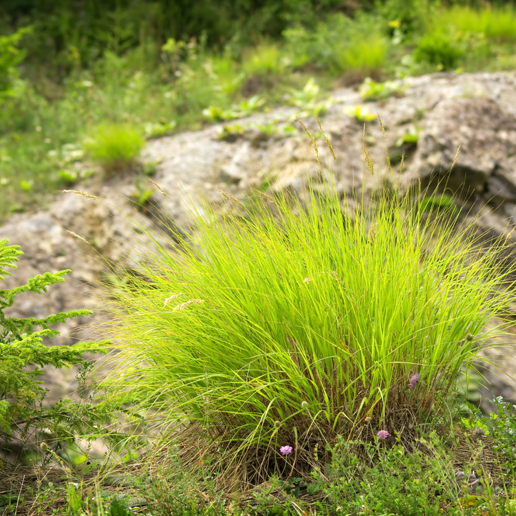 Aurea Sedge Ornamental Grasses Pot Grown 2L  (x50) Multi-deal