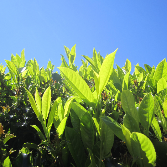 Bay Laurel Pot Grown 9L 125/150cm