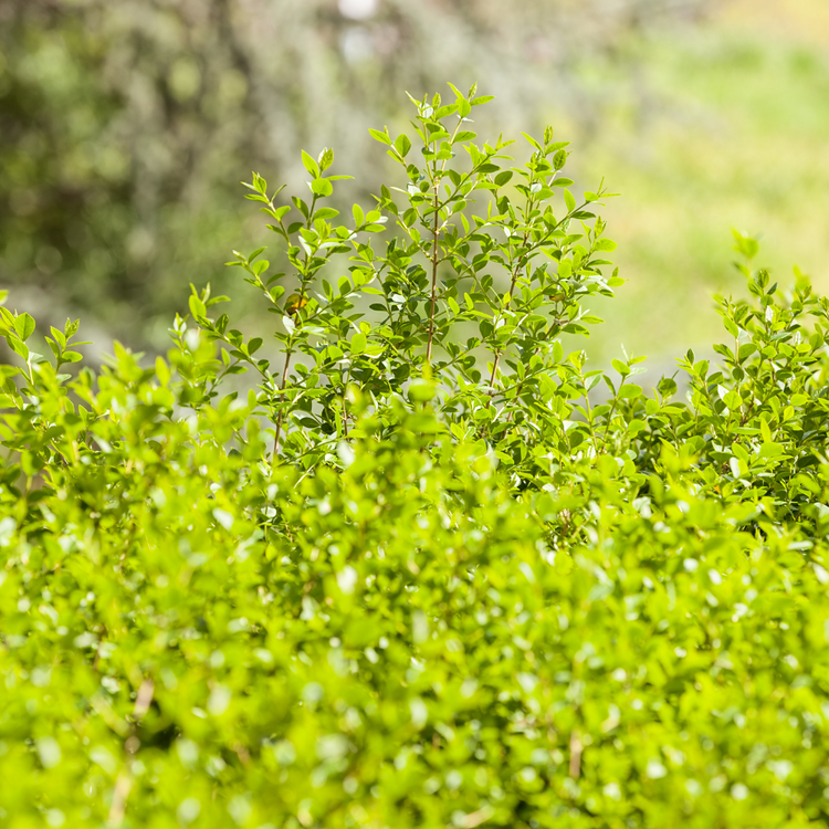 Berberis Evergreen Pot Grown 5L 40/60cm