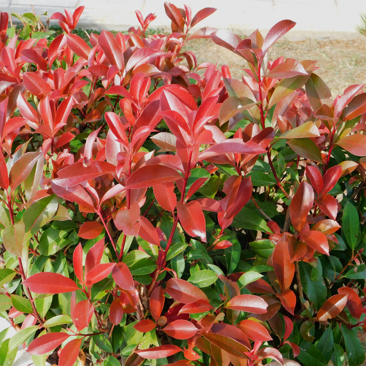 Berberis Red Leaf Hedge Pot Grown 3L 50/60cm