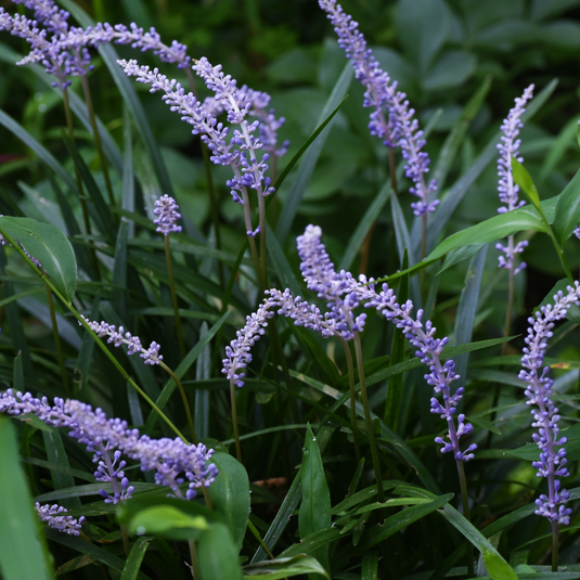 Big Blue Lily Turf Ornamental Grass...