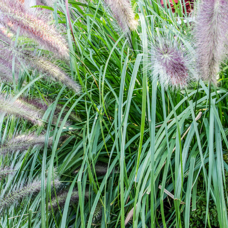 Black Beauty Fountain Ornamental Grasses Pot Grown 7.5L  (x28) Multi-deal