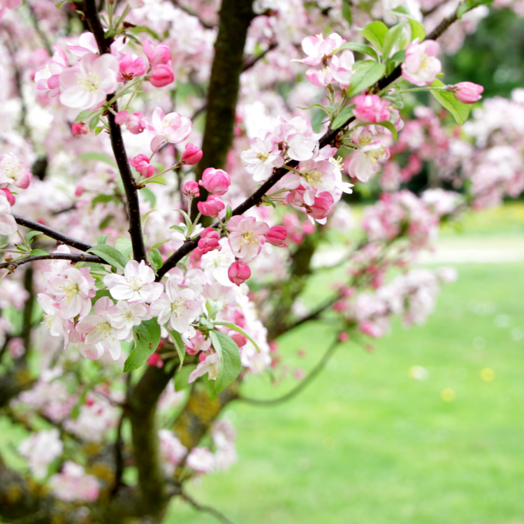 Black Cherry Ornamental Tree Pot Grown 35L 8/10 (x4) Multi-deal