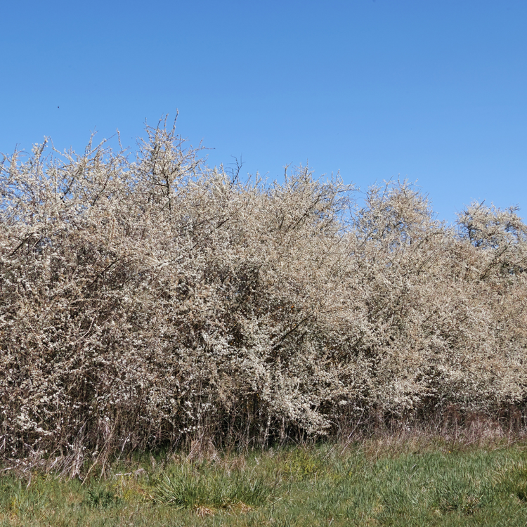 Blackthorn hedge Pot Grown 7.5L 80/100cm