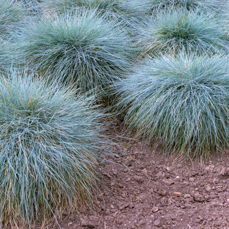 Blue Fescue Ornamental Grasses Pot Grown. For seasonal/pre-order availability and pricing, call 0330 236 7330.