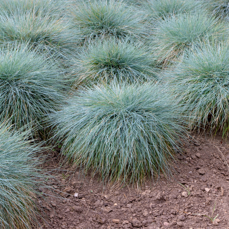 Blue Green Ornamental Grasses Pot Grown 2L