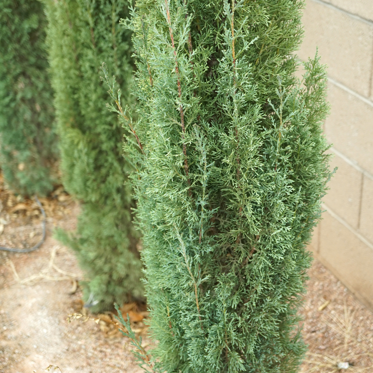 Blue Jeans Spiral Cypress Italian Plants Pot Grown 25L 175/200cm
