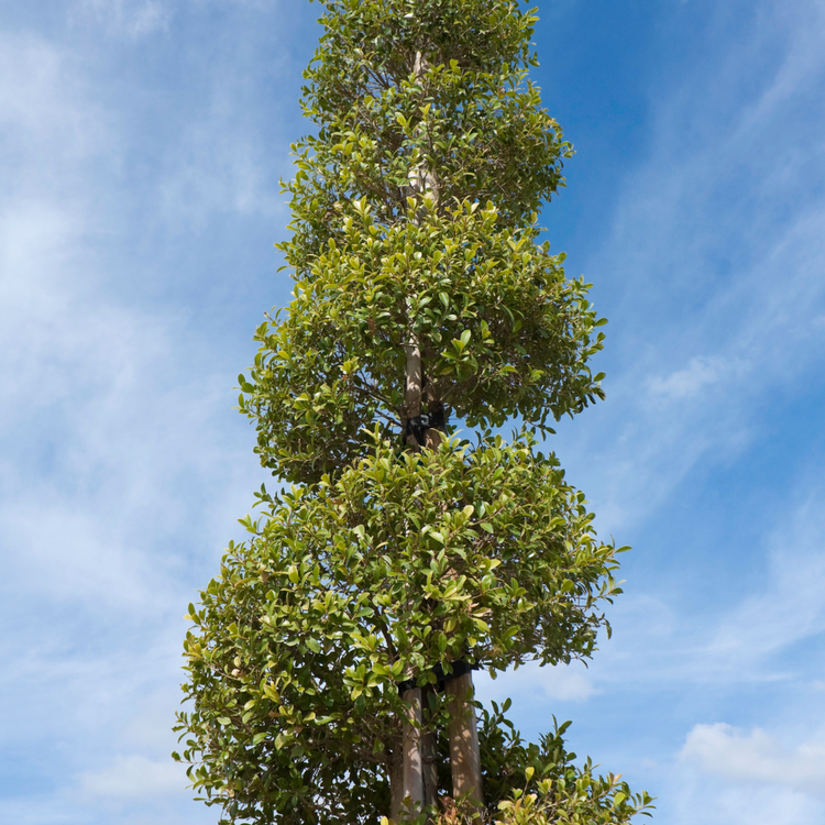 Box Buxus Spiral Topiary Pot Grown 5L 70/80cm (x40) Multi-deal