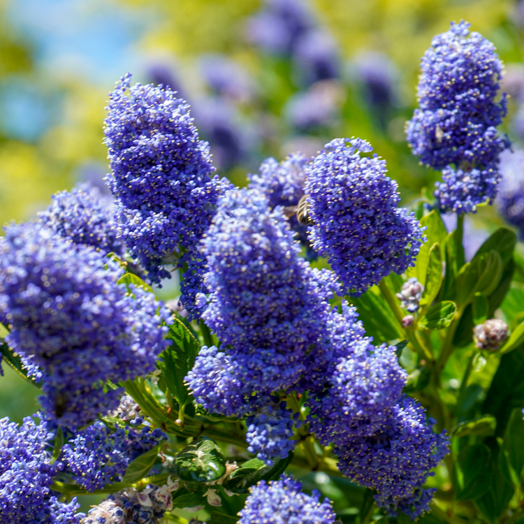 Californian Lilac Pot Grown 7.5L 60/80cm