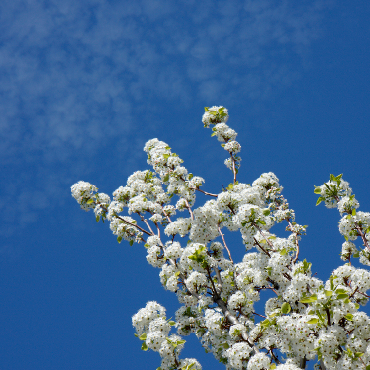 Chanticleer Pear Ornamental Tree Bare root 150/175cm (x250) Multi-deal (Pre-order for Nov 2025)