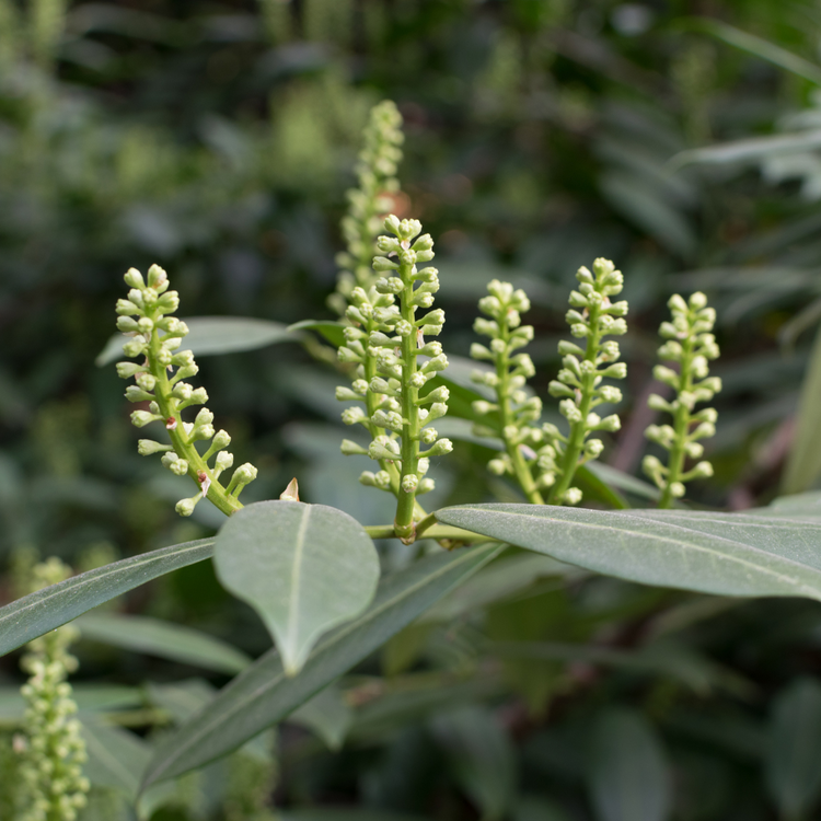 Cherry Laurel Caucasica Pot Grown 7.5L 100/125cm (x28) Multi-deal