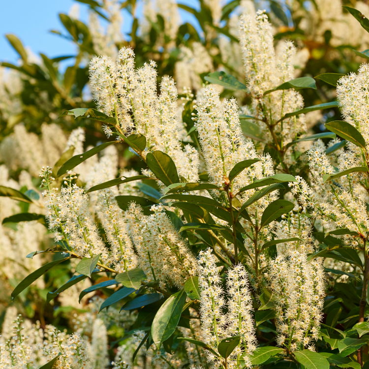 Cherry Laurel Ornamental Tree Pot Grown 25L Girth 8/10 190 Stem (x6) Multi-deal