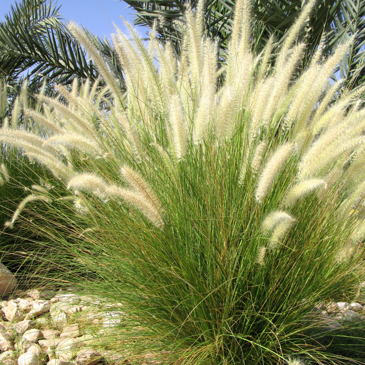 Chinese Silver Ornamental Grasses Pot Grown 2L (x50) Multi-deal