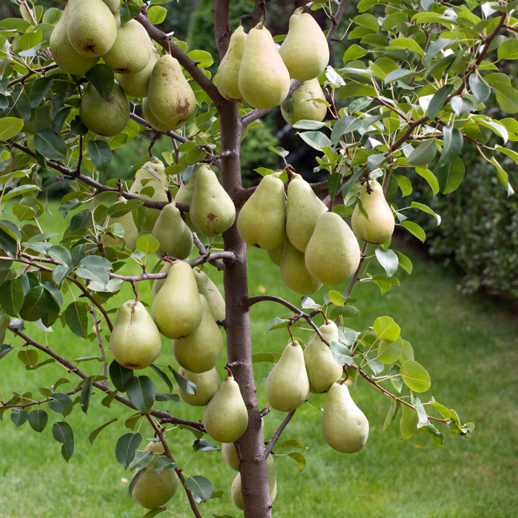 Clapps Favourite Pear Fruit Tree Pot Grown 7.5L 100 Trellis (x28) Multi-deal