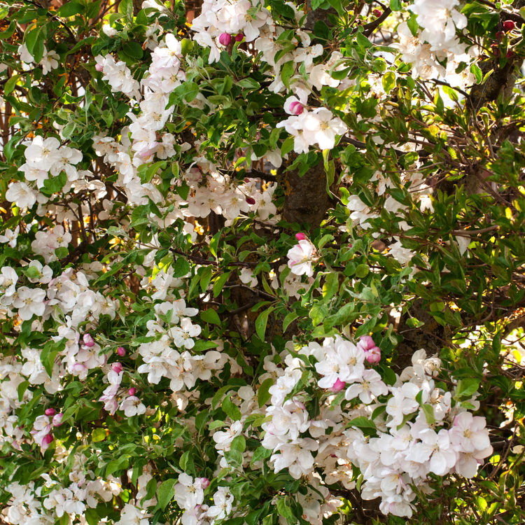 Crab Apple hedging Bare root 80/100cm (Pre-order for Nov 2025)