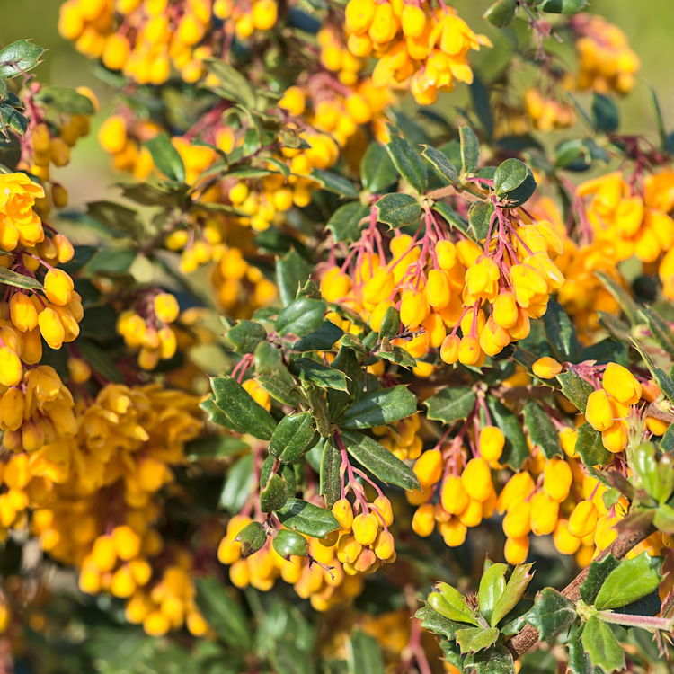 Darwins Barberry Pot Grown 2L 20/40cm (x50) Multi-deal