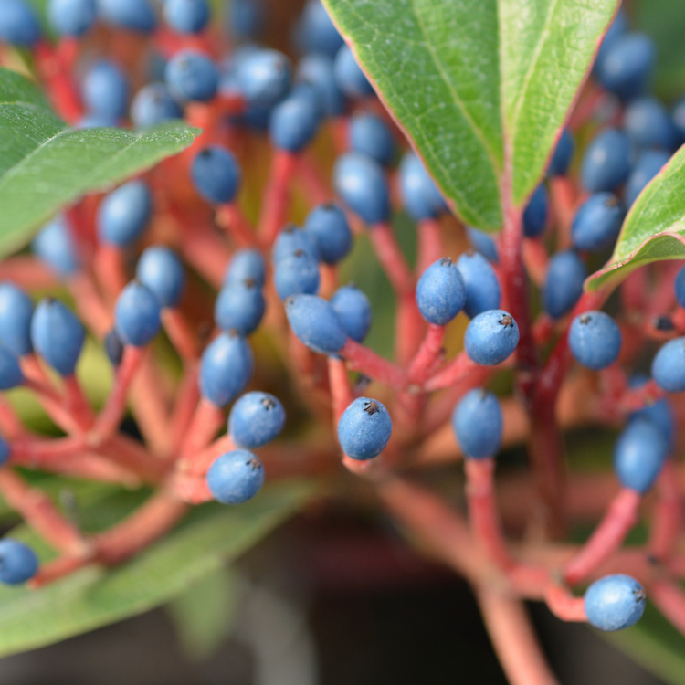 David viburnum Shrub Pot Grown 2L 20/40cm (x50) Multi-deal
