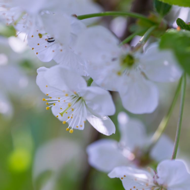 Double Gean Ornamental Tree Pot Grown 35L 8/10