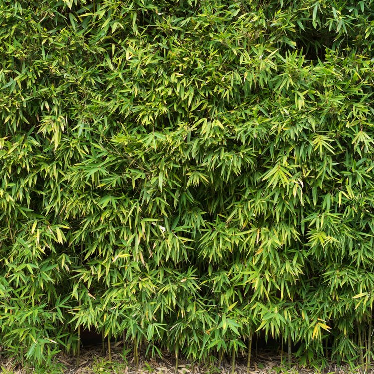 Dragon Head Bamboo Pot Grown 5L 60/80cm (x40) Multi-deal