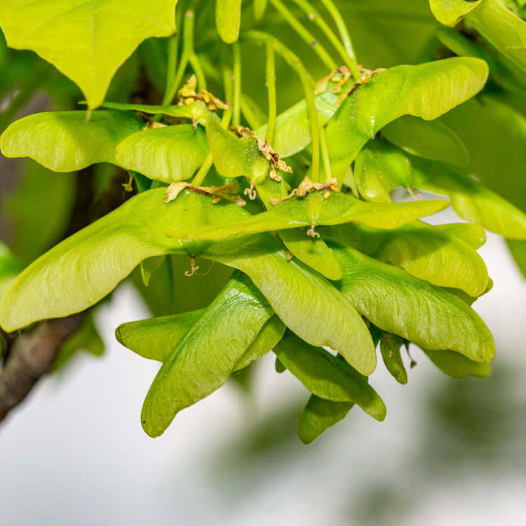 Drummond Norway Maple Ornamental Tree Pot Grown 35L Girth 8/10 (x4) Multi-deal