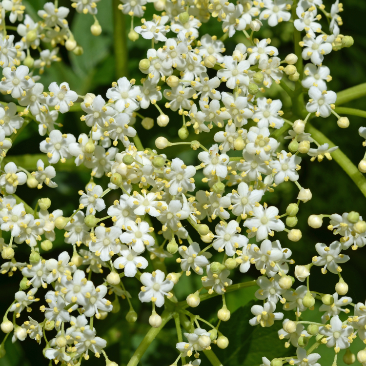Elder Pot Grown 7.5L 100/125cm (x28) Multi-deal