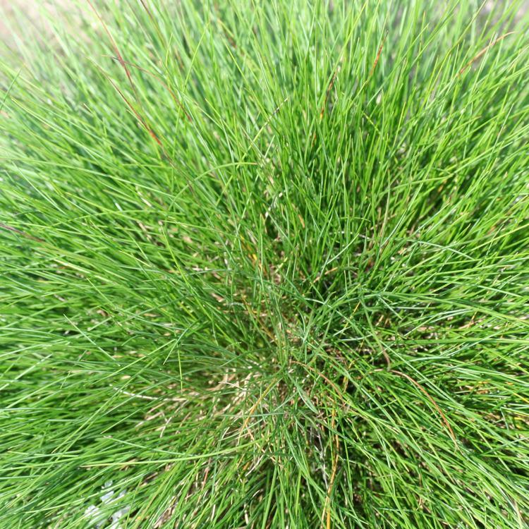 Elijah Blue Fescue Ornamental Grasses Pot Grown 2L (x50) Multi-deal