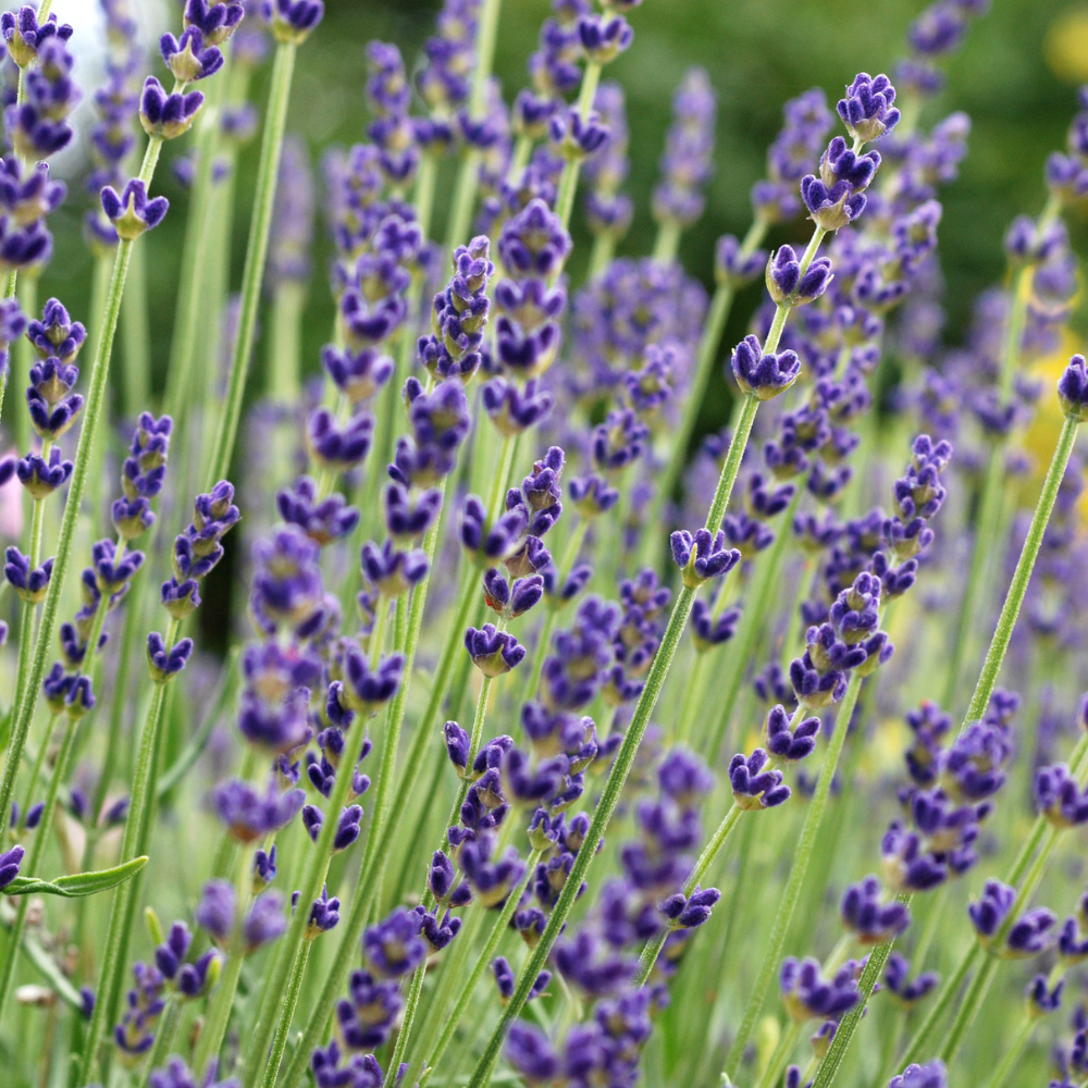 lavender plants uk English Lavender Pot Grown 1L