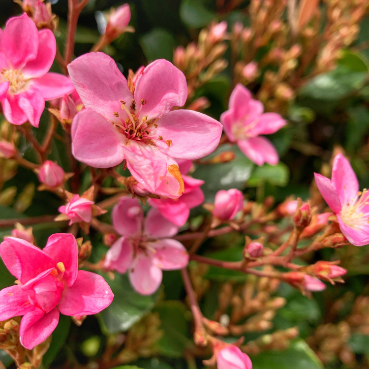 Escallonia Pink Pot Grown 5L 20/40cm (x40) Multi-deal