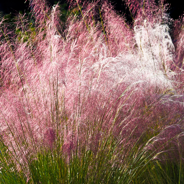 Eulalia Yakushima Dwarf Ornamental Grasses Pot Grown 7.5L (x28) Multi-deal