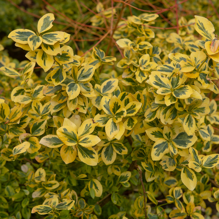 Euonymus fortunei 'Emerald 'n' Gold' Hedge Pot Grown 2L 20/40cm (x50) Multi-deal