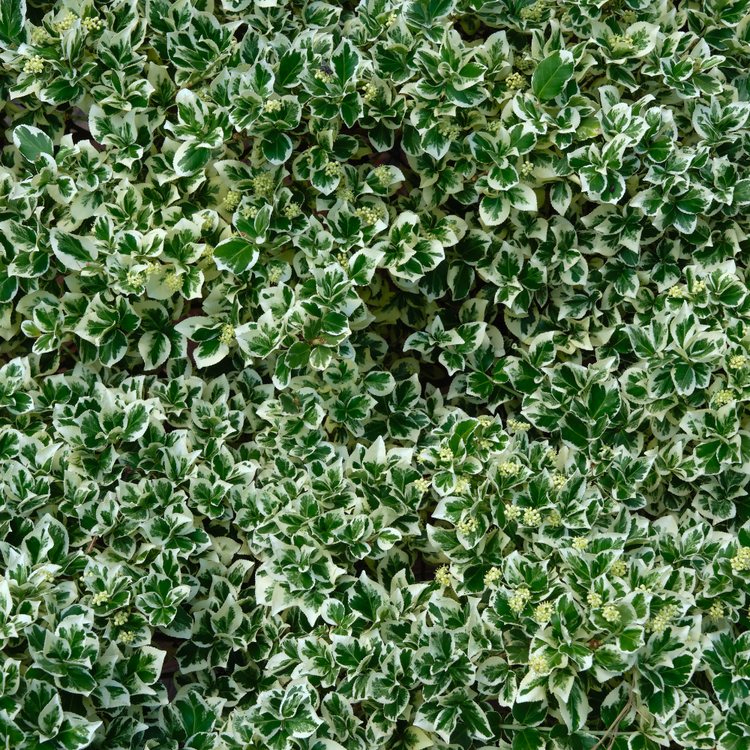Euonymus fortunei 'Emerald Gaiety' Pot Grown 2L 20/30 (x50) Multi-deal