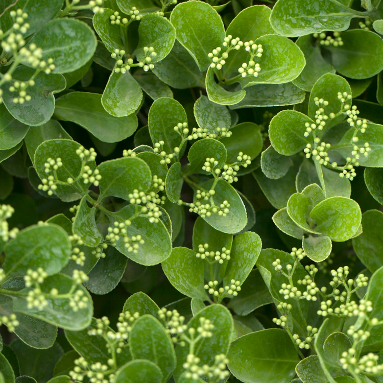Euonymus japonicus 'Jean Hugues' Instant Hedging 20/40cm 1m Trough (x3) Multi-deal