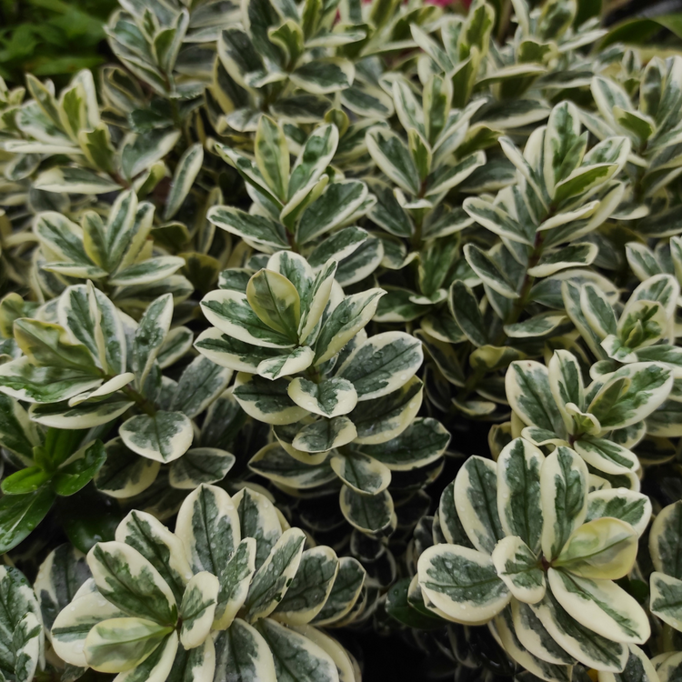 Euonymus japonicus 'Kathy' Pot Grown 5L 40/60cm (x40) Multi-deal